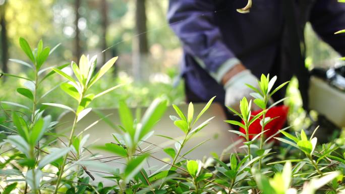 公园里园艺工人用工具修剪花坛植物枝条