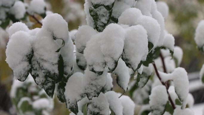 实拍原始素材—树叶上的雪朵