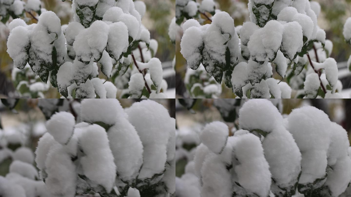 实拍原始素材—树叶上的雪朵