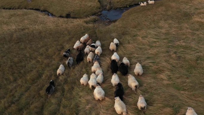 羔羊一群羊跑过田野