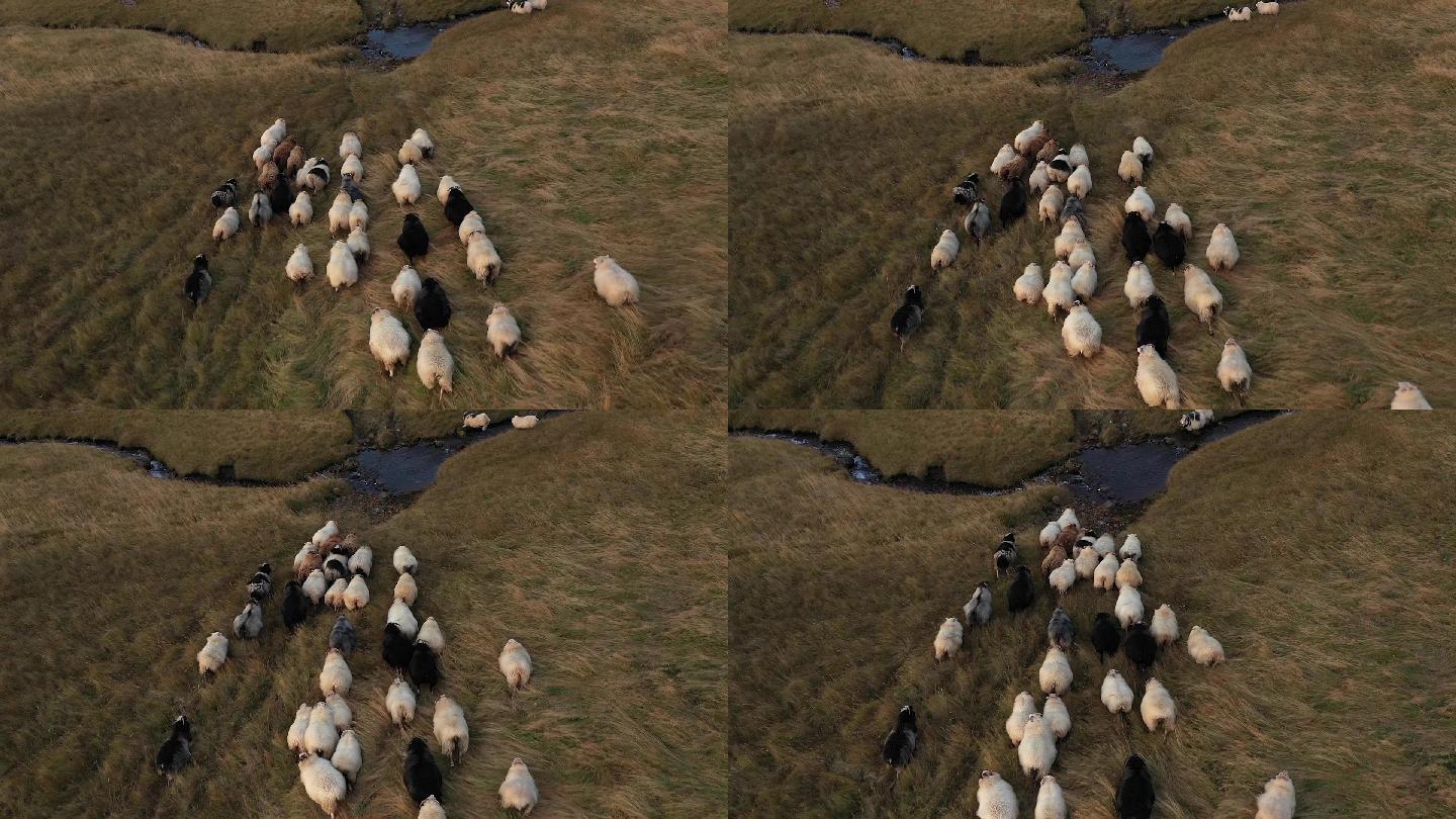 羔羊一群羊跑过田野