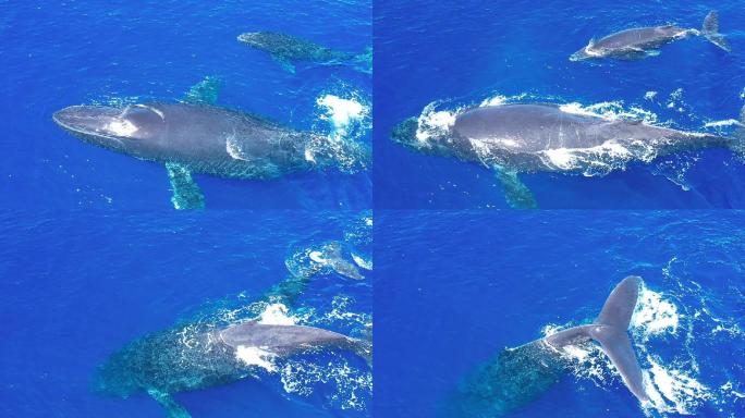 母座头鲸和幼崽在海洋中游泳