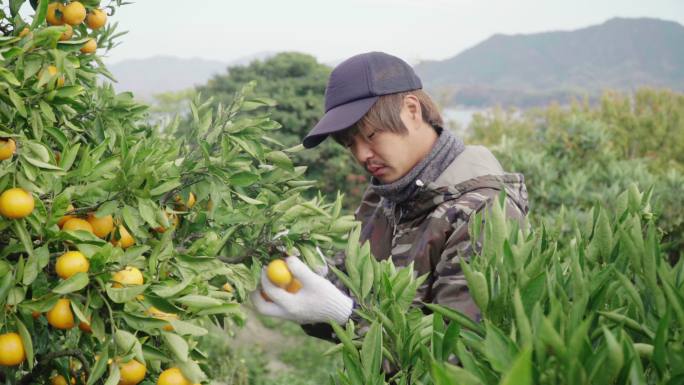 一个小农场主在他的柑橘农场采摘橙子