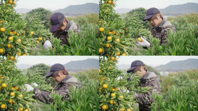 一个小农场主在他的柑橘农场采摘橙子