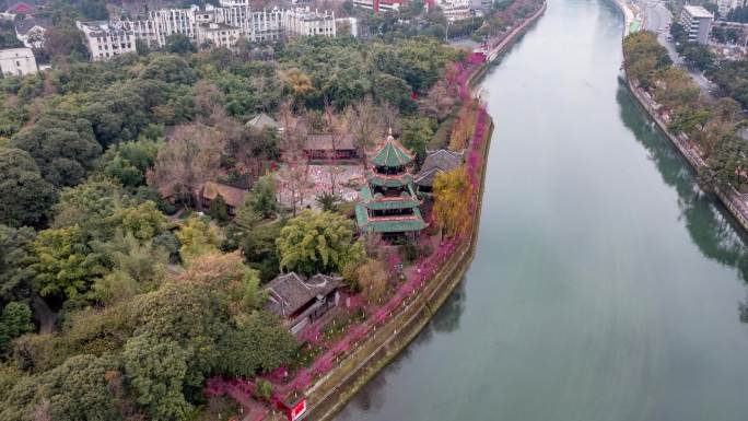 成都望江楼初春梅花开延时素材