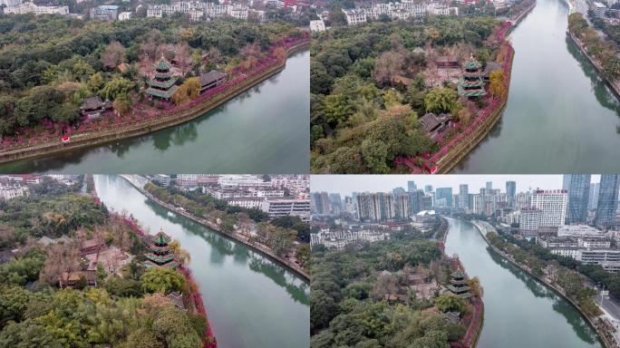 成都望江楼初春梅花开延时素材