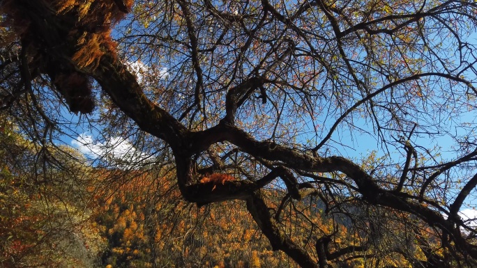 西藏林芝念青唐古拉山溪流