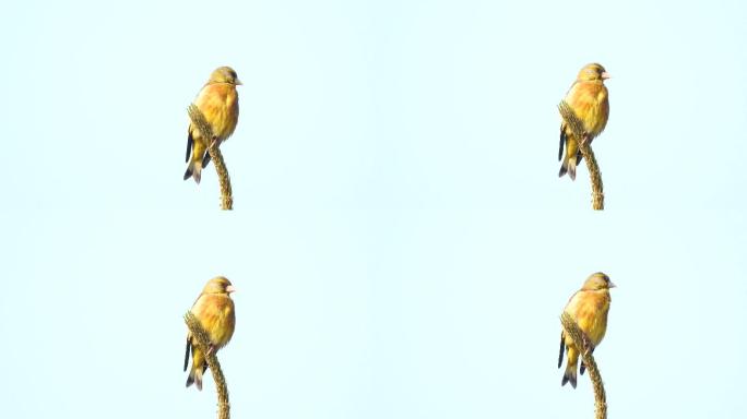黄鹂鸟叫声，金翅雀叫声