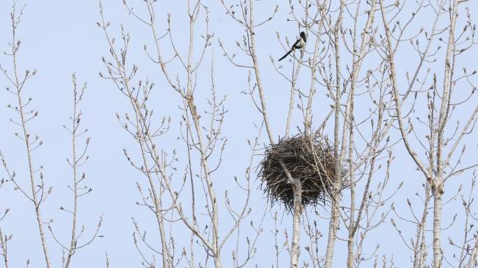 冬季树上一只鸟儿在鸟巢旁边照看打转4K