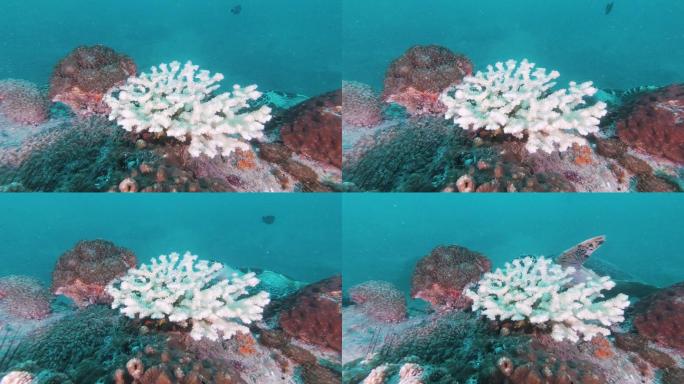 水下漂白珊瑚礁上的玳瑁