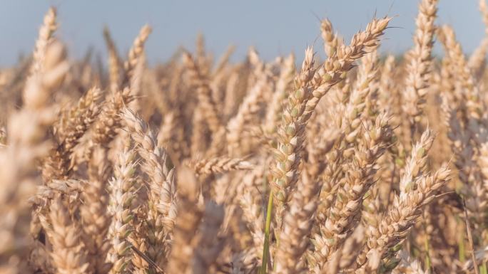 阳光下的小麦水稻谷农业丰收稻田小麦粮食耕