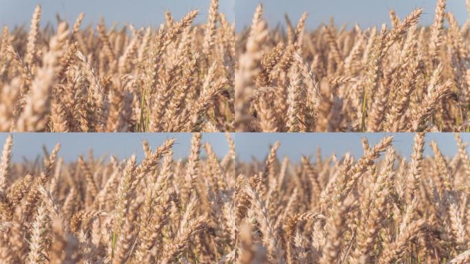 阳光下的小麦水稻谷农业丰收稻田小麦粮食耕