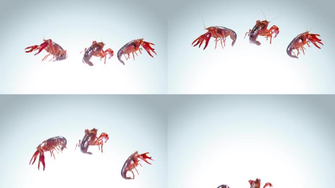 小龙虾创意视频素材