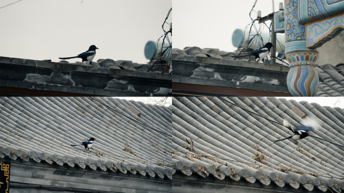 【4K】民居房顶的喜鹊-升格空镜