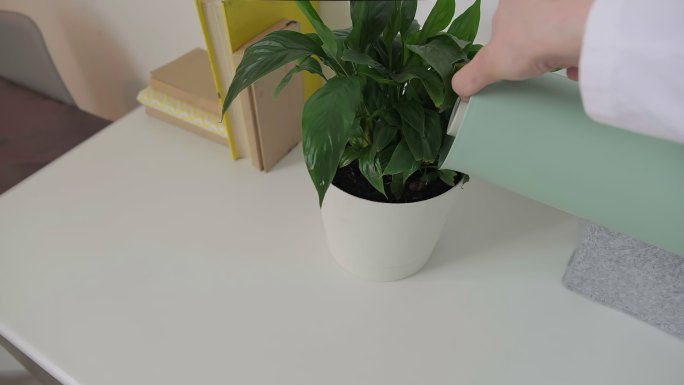 浇灌家里的植物视频素材室内装饰花盆水壶