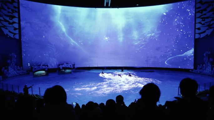 海洋馆海豚表演动物世界水世界