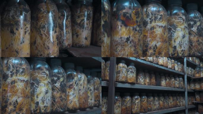 农村种植菌种培育瓶装出售菌种陈列架
