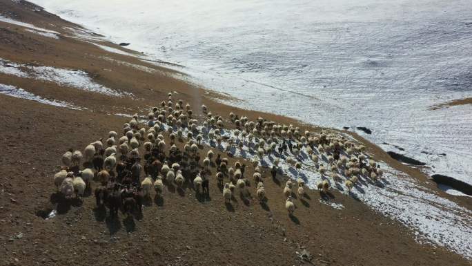 蒙古牧羊群鸟瞰图放羊冬天冬季