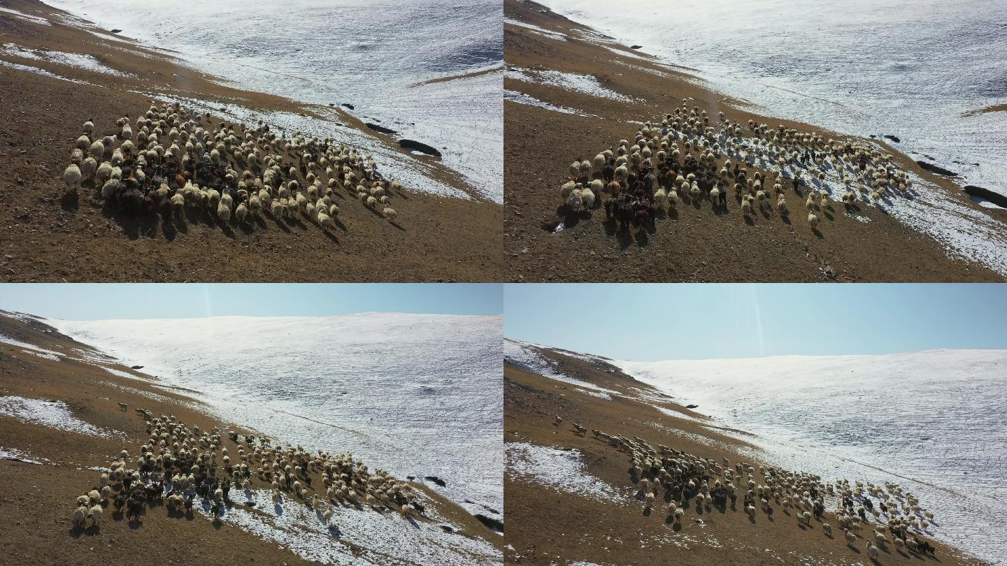 蒙古牧羊群鸟瞰图放羊冬天冬季