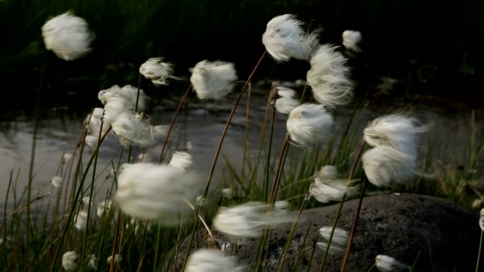 小溪旁美丽的棉花