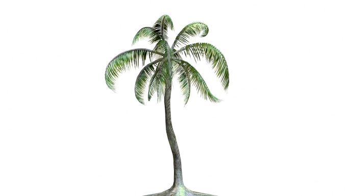 棕榈树在风中特效动画合成元素热带