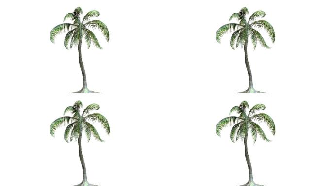 棕榈树在风中特效动画合成元素热带
