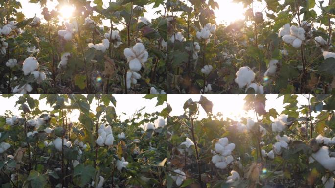 棉花采摘季节。棉絮种植业田地丰收