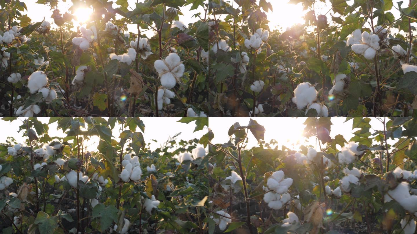 棉花采摘季节。棉絮种植业田地丰收
