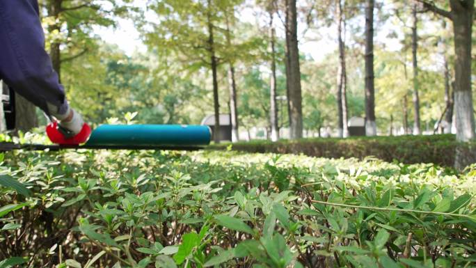 公园里园艺工人用工具修剪花坛植物枝条