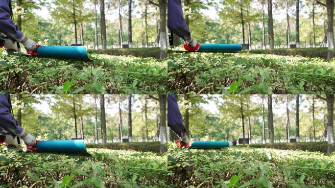 公园里园艺工人用工具修剪花坛植物枝条