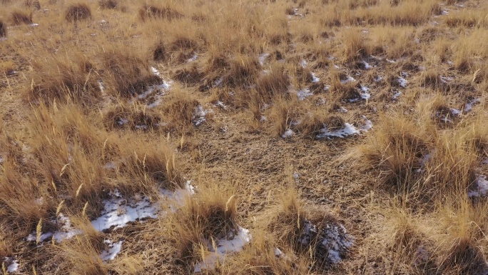 冬季牧区残雪