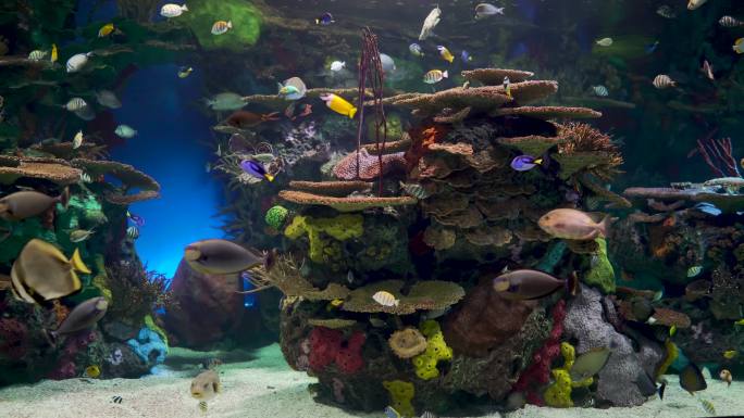 水族馆海族馆海底海鱼小鱼遨游