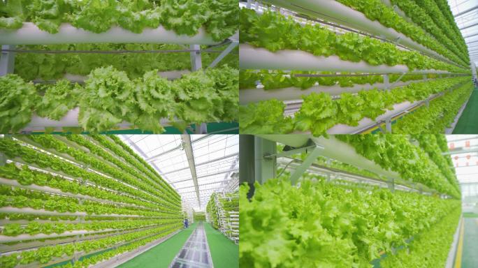4K农业科技 现代化温室大棚绿色农业高端