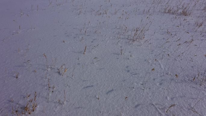 雪地小草