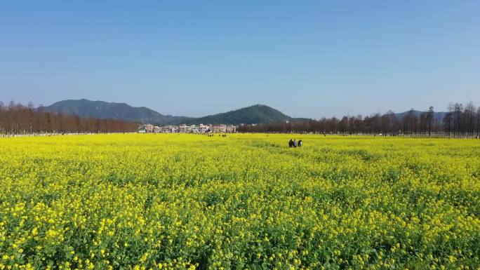 斗门五山村油菜花田航拍