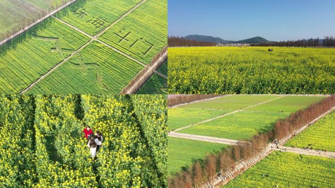 斗门五山村油菜花田航拍