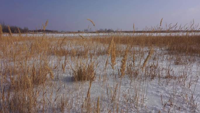 冰封野草