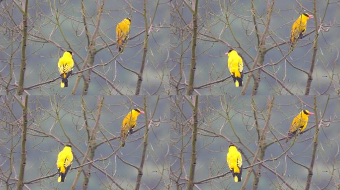 两个黄鹂鸣翠柳，好听的黄鹂鸟叫声
