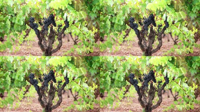葡萄园产地基地产业种植红酒葡萄酒