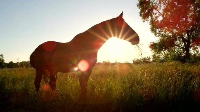 日落时分，黑湾马在大草地上放牧