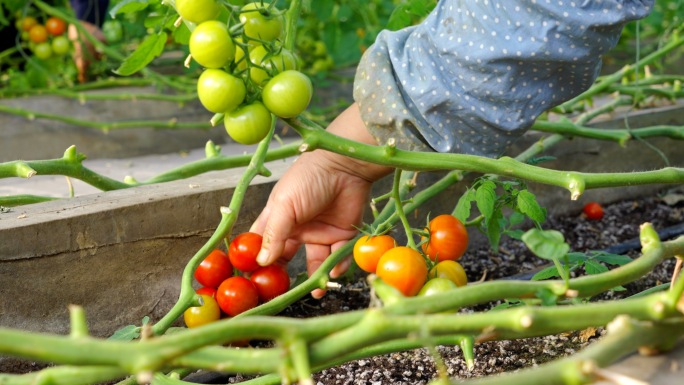小番茄丰收-水果采摘-千禧果
