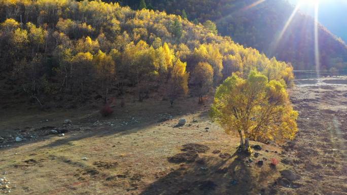 西藏林芝巴松措的秋天