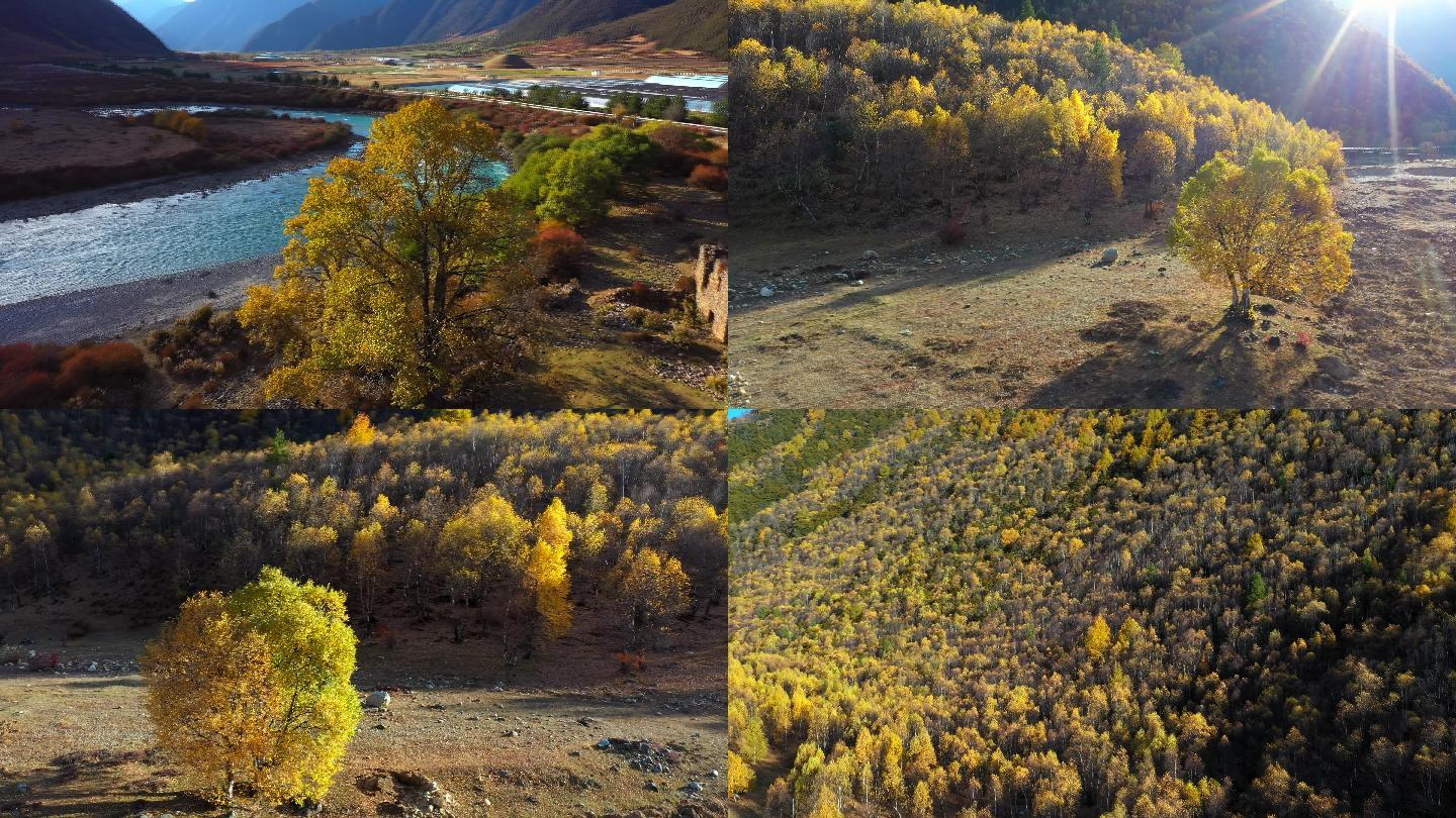 西藏林芝巴松措的秋天