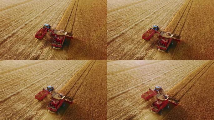 航拍现代化农用机械收割麦田