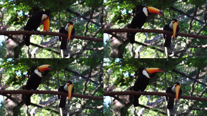 大自然中的巨嘴鸟鵎鵼珍惜稀有物种