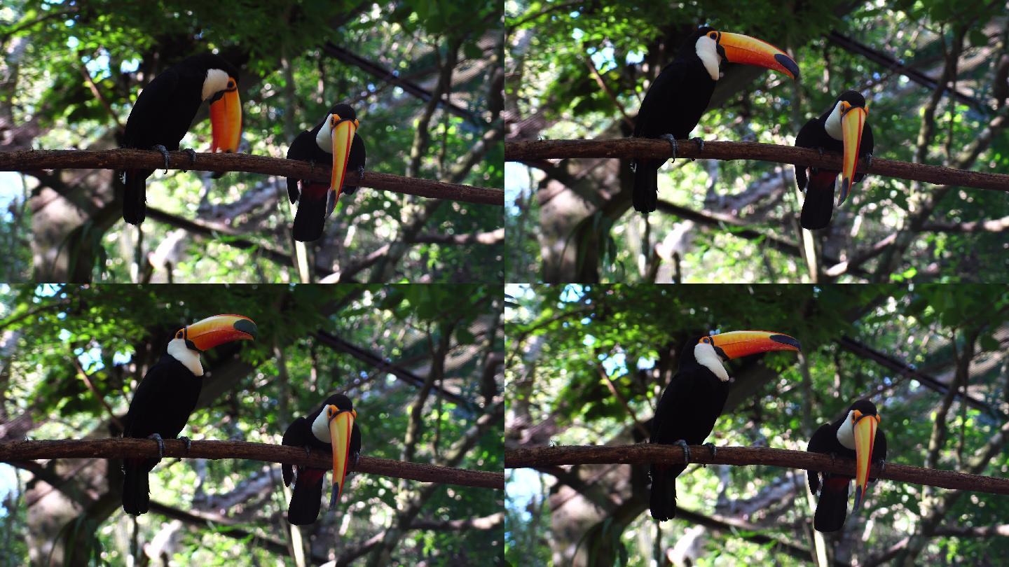 大自然中的巨嘴鸟鵎鵼珍惜稀有物种
