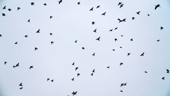 一群鹤鸟以V形队形飞行的超慢镜头。