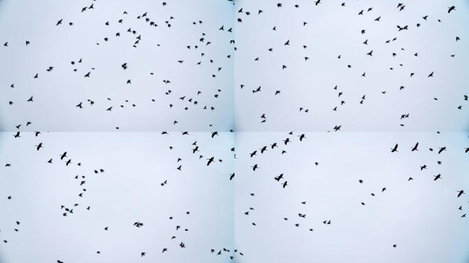 一群鹤鸟以V形队形飞行的超慢镜头。