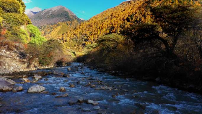 航拍西藏林芝措高村溪流