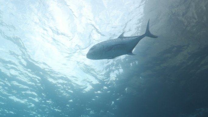 在海平面游动的鱼海鲜海产品仰拍拍摄自然生
